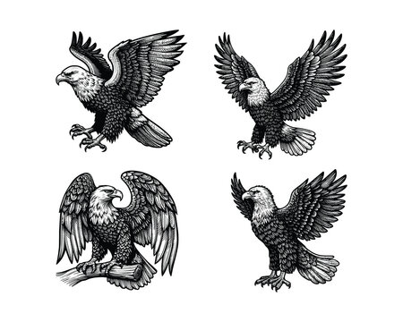 set of eagles  illustration. hand drawn eagle black and white vector illustration. isolated white background