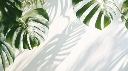 Fototapeta na wymiar Shadows of monstera tree leaves, branches on a white wall. Summer background for display, sunlight overlay, empty copy space, horizontal