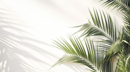 Obraz premium Shadows of monstera tree leaves, branches on a white wall. Summer background for display, sunlight overlay, empty copy space, horizontal