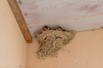 nest of swallow and its young under a roof in summer