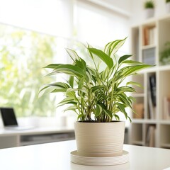 A beautiful houseplant in a pot on a table with a blurred background