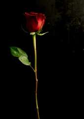 red rose with stem with black background