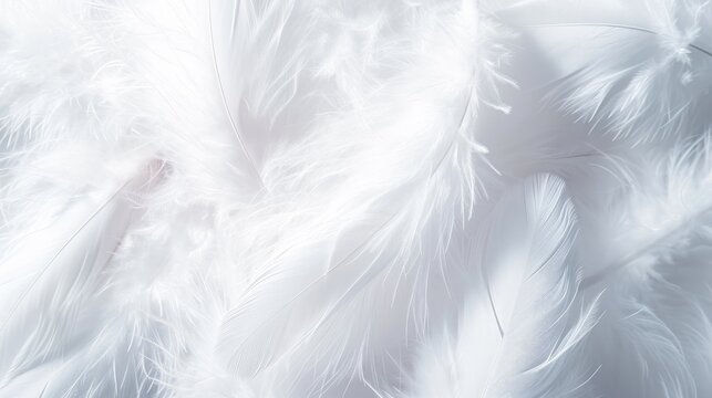 background of soft White feather texture