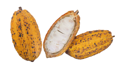 Natural cocoa fruit with white beans inside cacao pod