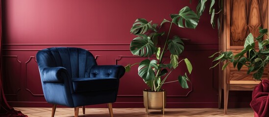 Monstera Deliciosa plant in navy blue armchair with golden frame, situated in a burgundy room with wooden cupboard.