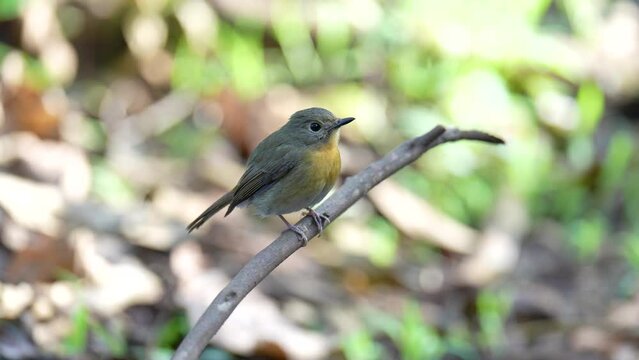 Red-throated Flycatcher (Ficedula albicilla) birdwatching in the forest.