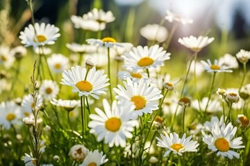 Beautiful blooming daisy bouquet in a meadow field during springtime. Generative AI