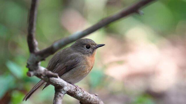 Red-throated Flycatcher (Ficedula albicilla) birdwatching in the forest.