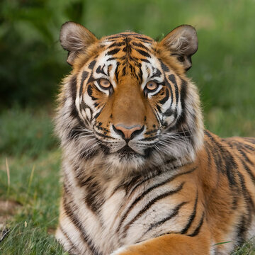 portrait of a tiger, portrait of a Bengal tiger, ai tiger image, tiger in a jungle, wildlife, nature photography, 