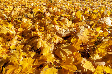 Sunny day in autumn, fallen yellow maple leaves in the park, Delaware Raritan Canal