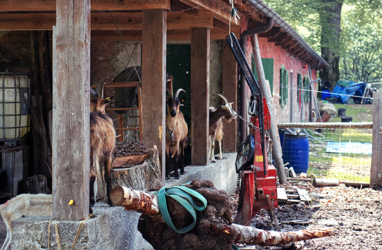 Goats on a stable wall.