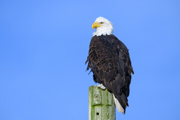 Adult wild american bald eagle standing proud on weathered post