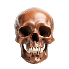 Obraz premium Human skull isolated on transparent and white background. Generative ai