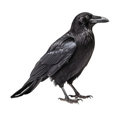 Fototapeta premium Crow isolated on transparent and white background. Generative ai