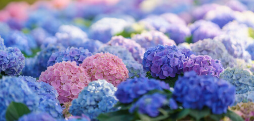 Closeup of field of pink, purple and blue Hydrangea flower under sunlight with copy space ...