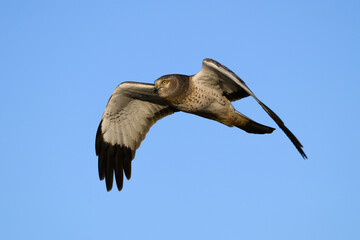 Fototapeta premium Wintering male northen harrier in flight with yellow eye isolated against blue sky