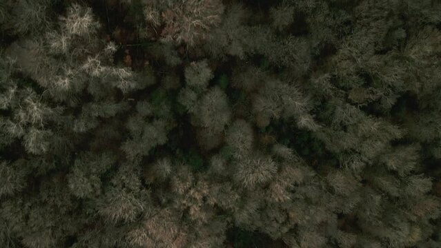 Fly over natural forest with river Viaur in Aveyron France