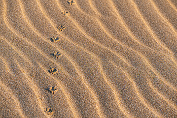 footprints in the sand