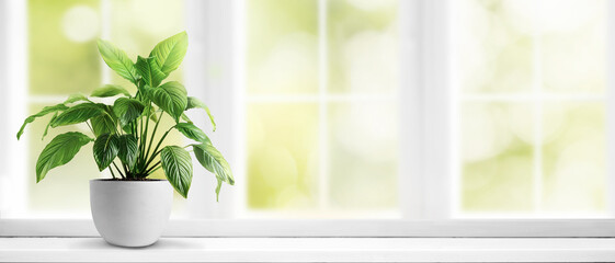 White Pot with home plant on white windowsill and blurred window background - obrazy, fototapety, plakaty