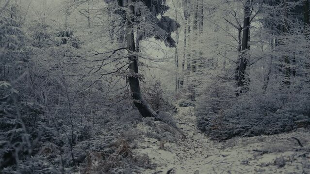 slowly snowing in a dark forest on a cold winter day in HDR HLG 2100