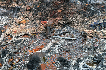 Oil-contaminated soil with deposits of salt and ozokerite on place of the old ozokerite mine.