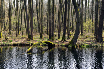 Beautiful spring landscape with trees and forest river.