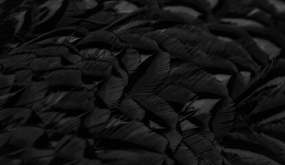 black feathers with an interesting pattern. background