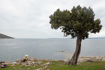 Juniper tree in cloudy weather by Lake Beysehir in Turkey.