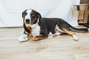 Sad dog in a shelter. Dogs lack a place where they can stay, like home. Sad dog face. The dog is waiting for its owner. Animal shelter. Animal sadness.