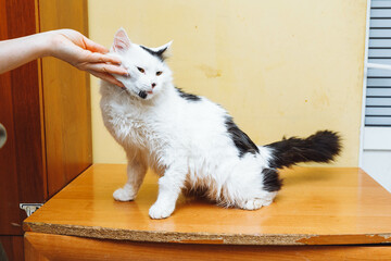 Abandoned cats behind a fence at an animal shelter. Pet adoption. cats in the shelter