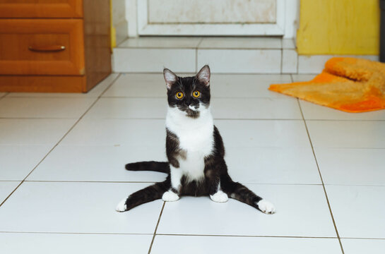 unhappy sick black kitten with a disability, who has paralysis of his hind legs, sits on the floor in a clinic or animal hotel
