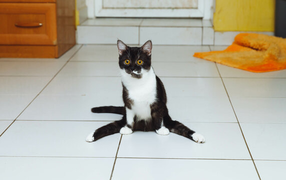 unhappy sick black kitten with a disability, who has paralysis of his hind legs, sits on the floor in a clinic or animal hotel