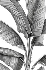 line art,a huge banana leaf