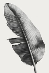 line art,a huge banana leaf
