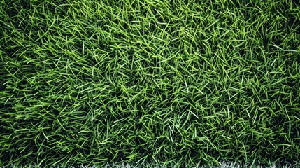 impressive and beautiful grass of a soccer field in high quality - obrazy, fototapety, plakaty