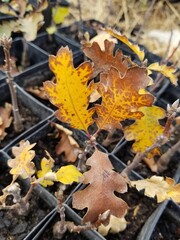 Oak Tree seedlings