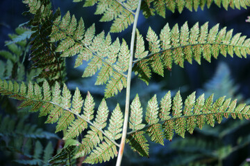 Dryopteris carthusiana fern grows in the wild