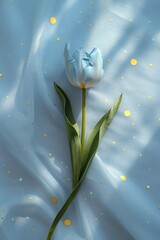 blue tulip flower with water on a grey blue background 