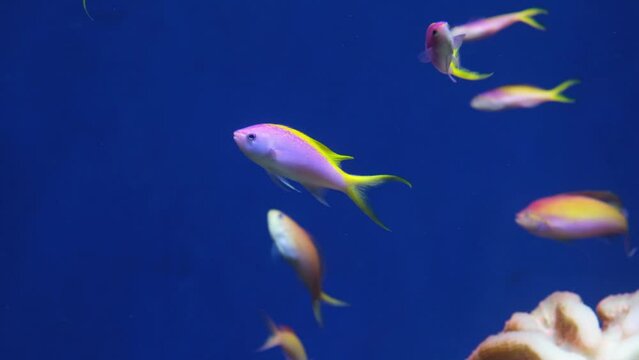 Coral reef aquarium fish, Salt water marine pink and yellow fish, Purple Queen Anthias and other tropical fish underwater,  video shot