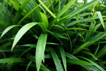 A close-up of the dewy pandanus leaves in the early morning