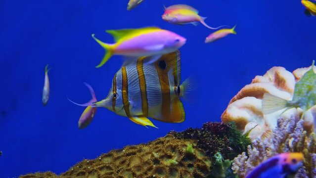Purple Queen Anthias and other tropical fish underwater, Pseudanthias tuka, coral reef fish, Salt water marine fish, beautiful pink and yellow fish, tropical corals on background, aquarium, video shot
