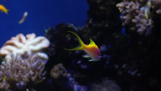 Beautiful pink and yellow fish, Purple Queen Anthias and other tropical fish underwater on coral reef background, Salt water marine aquarium, video shot