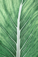 Close up of green leaf venation texture, abstract tropical leaf pattern nature and environment concepts green background.