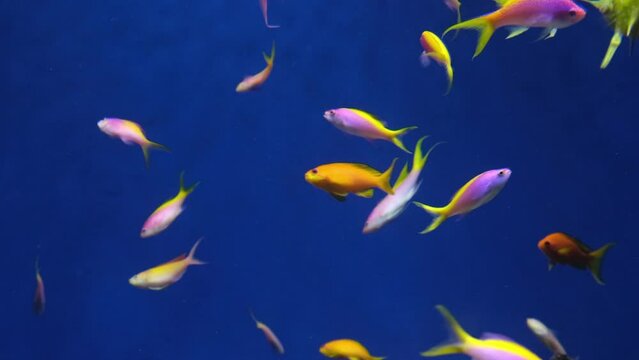 Coral reef fish, Salt water marine beautiful pink and yellow fish, Purple Queen Anthias and other tropical fish underwater,  aquarium video shot