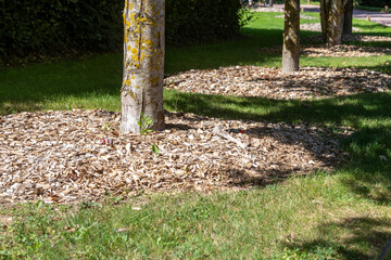 Paillis de copeaux de bois au pied d'un arbre dans un parc