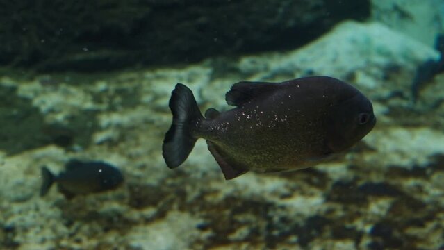 Piranhas fish, underwater dangerous predator fish,  aquarium video shot
