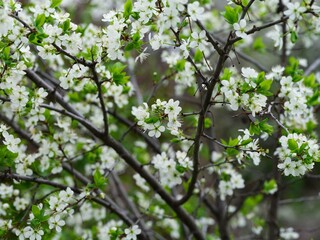 A blackthorn tree (Prunus spinosa) blooming in nature. Full frame.