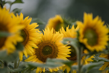SUNFLOWER - Beautifully flowering plants in the field