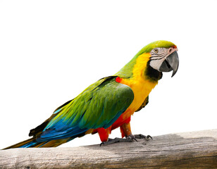 Papagei isoliert auf weißem Hintergrund, Freisteller 