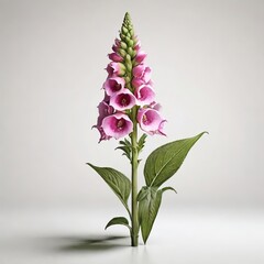 Close-up of a Pink Foxglove Flower with Green Leaves on a Light Background